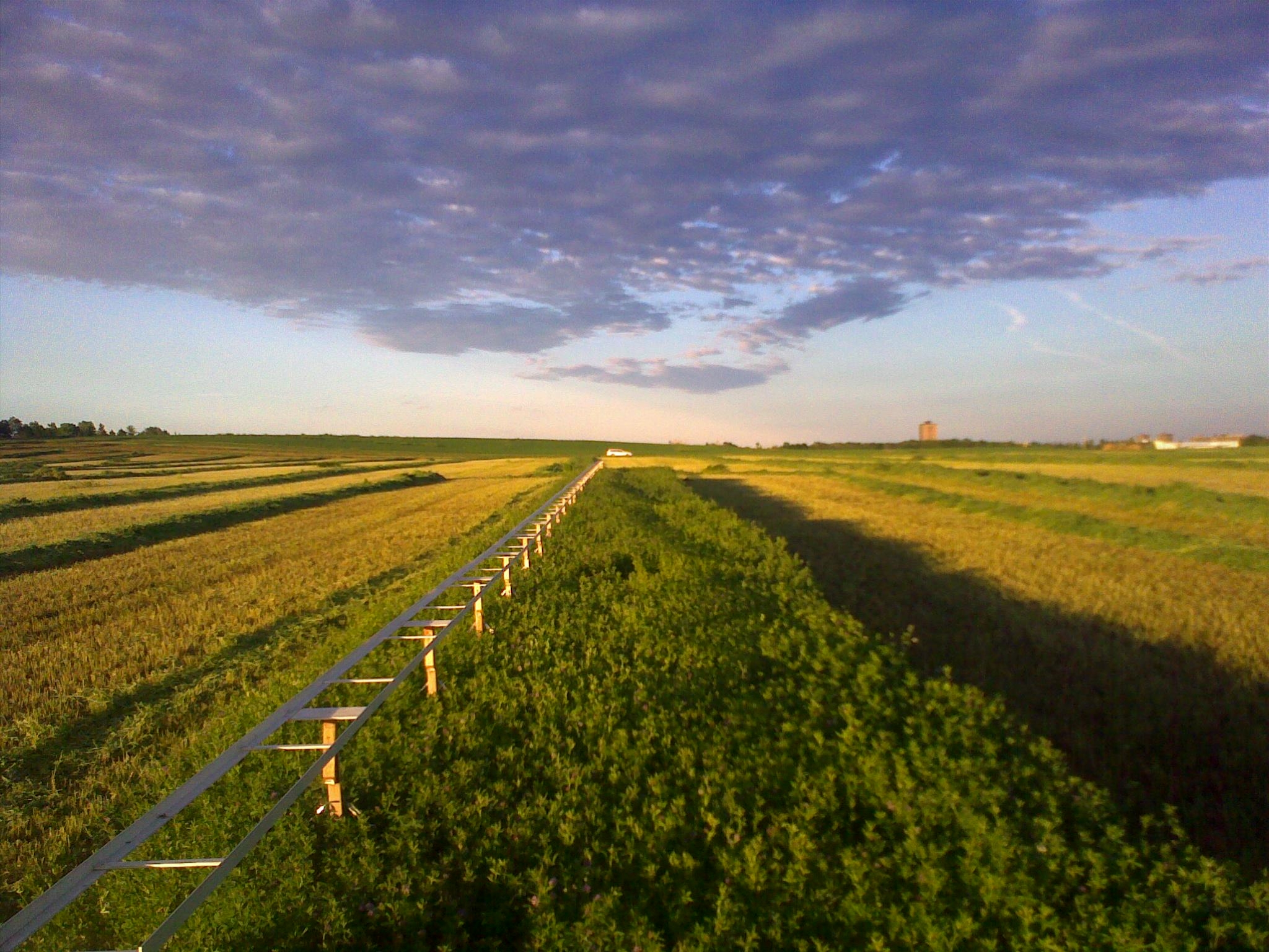 alfalfa field with tram